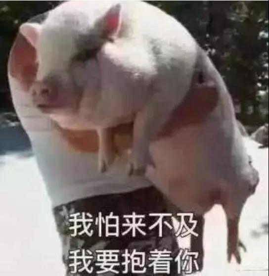 抖音猪到的图片